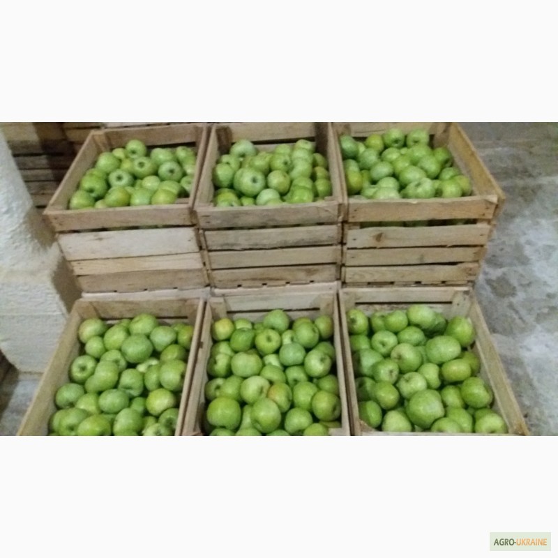 Фото 5. Фермерське господарство реалізовує яблука з газових камер
