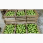 Фермерське господарство реалізовує яблука з газових камер