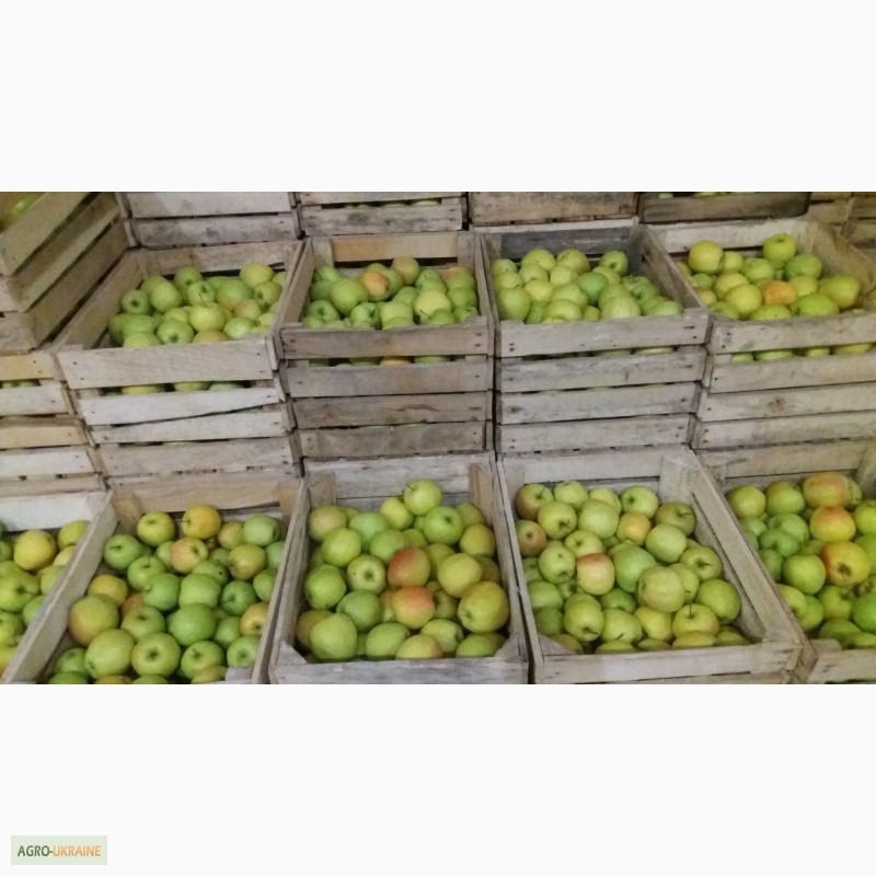 Фото 7. Фермерське господарство реалізовує яблука з газових камер