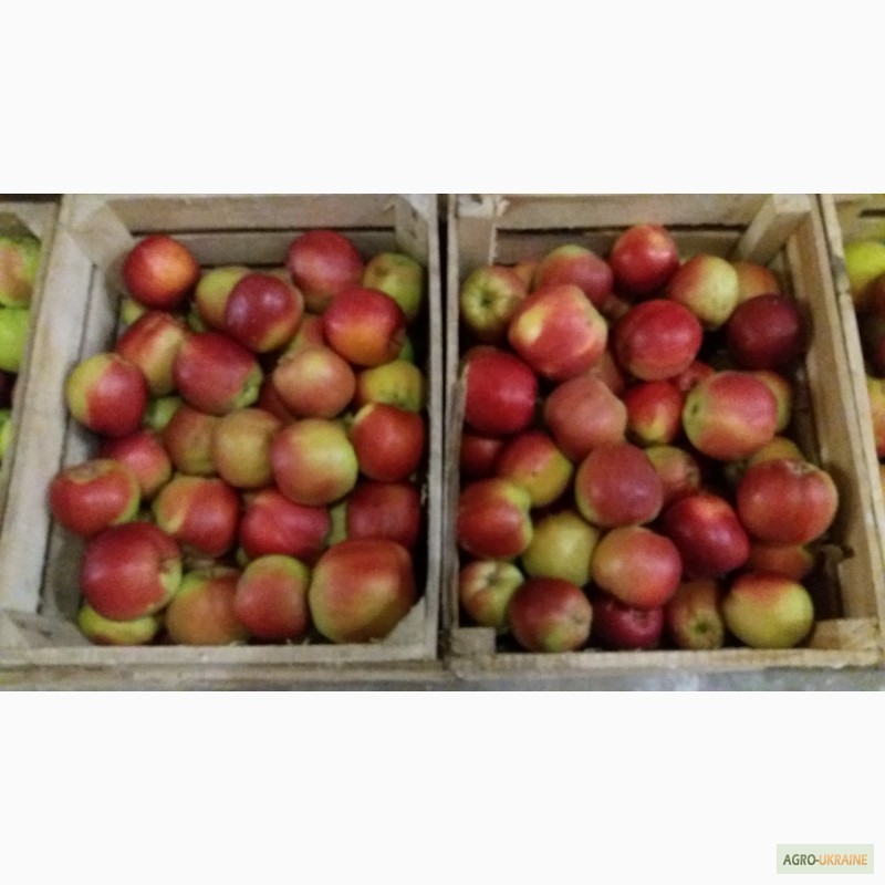 Фото 8. Фермерське господарство реалізовує яблука з газових камер