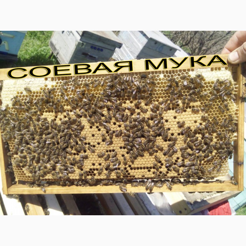 Фото 2. Весення подкормка пчел после облета