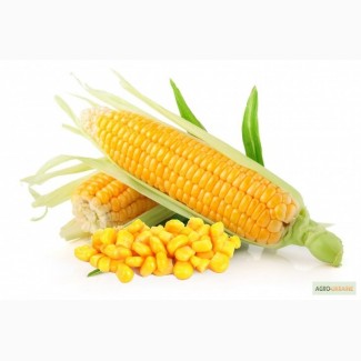 Продам семена кукурузи Пивиха, Борец, Вымпел, Гарантия, Капитал, Лелека, Оржица, Свитанок