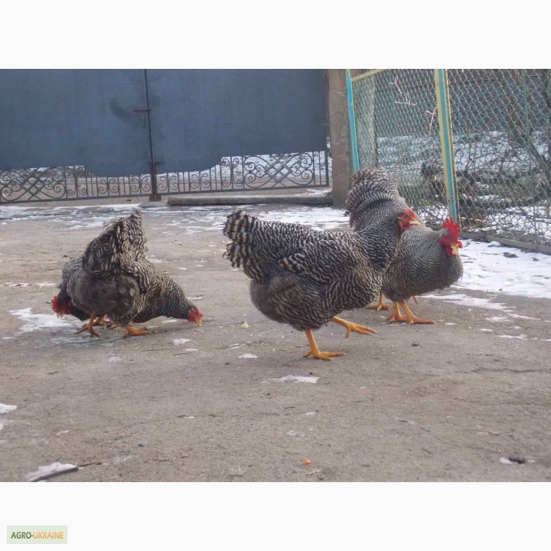 Цыплята мясо яичных пород фото с названием