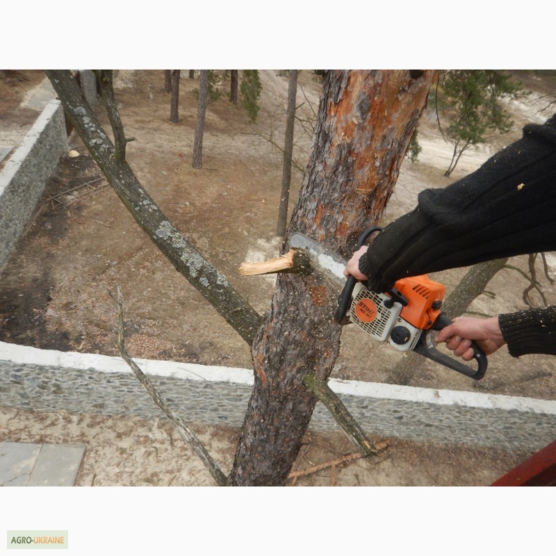 Фото 2. Удаление деревьев киев, спил, валка, обрезка, корчевание пней