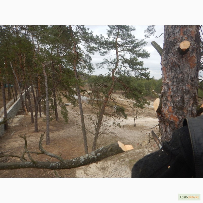 Фото 3. Удаление деревьев киев, спил, валка, обрезка, корчевание пней