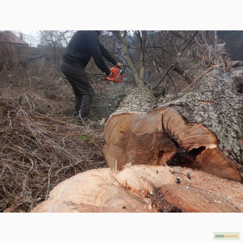 Фото 7. Удаление деревьев киев, спил, валка, обрезка, корчевание пней
