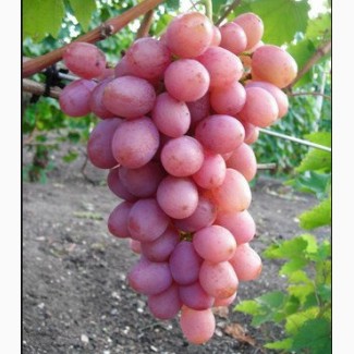 Саженцы винограда сорт Днепровский Розовый