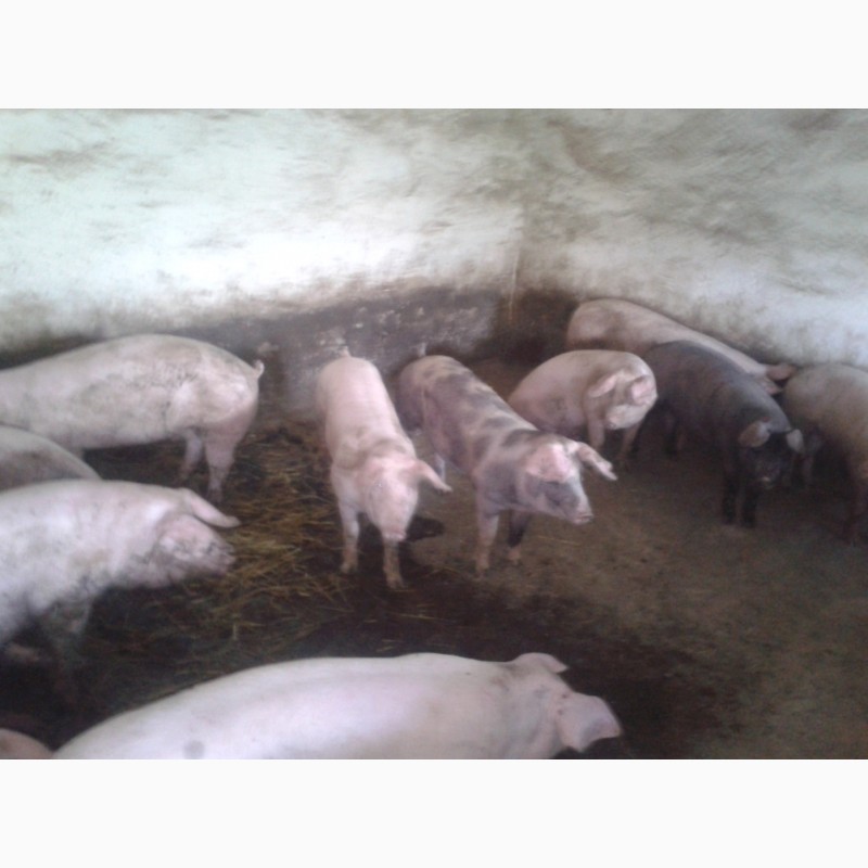 Фото 3. Продам свиней