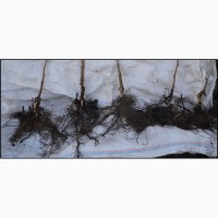 Саджанці малини Полана з гарною кореневою системою