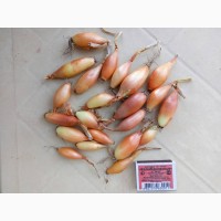 Продам лук-севок разные фракции.урожай 2017 года