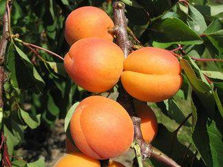 Фото 7. Продам саженцы абрикоса, алычи, сливы