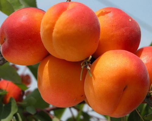 Фото 9. Продам саженцы абрикоса, алычи, сливы