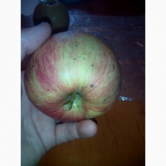 Продам яблоко Фуджи 2 сорт