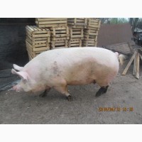 Продам свиню