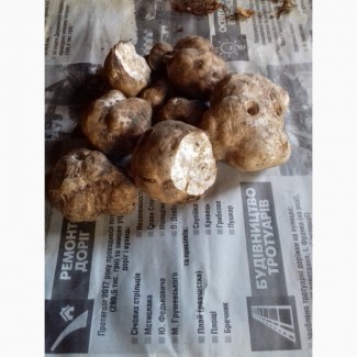 Продам Карпатський білий трюфель (гриб)
