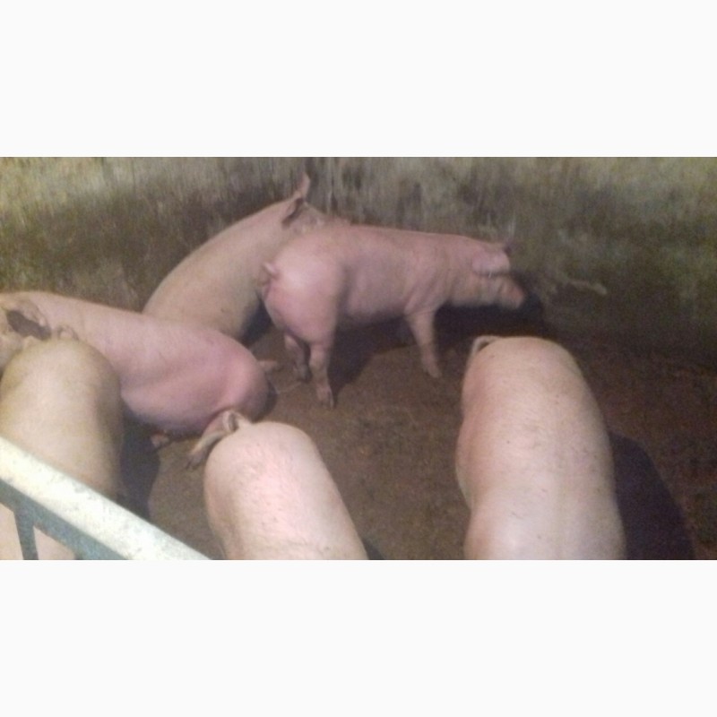 Фото 2. Продам свиней живою вагою