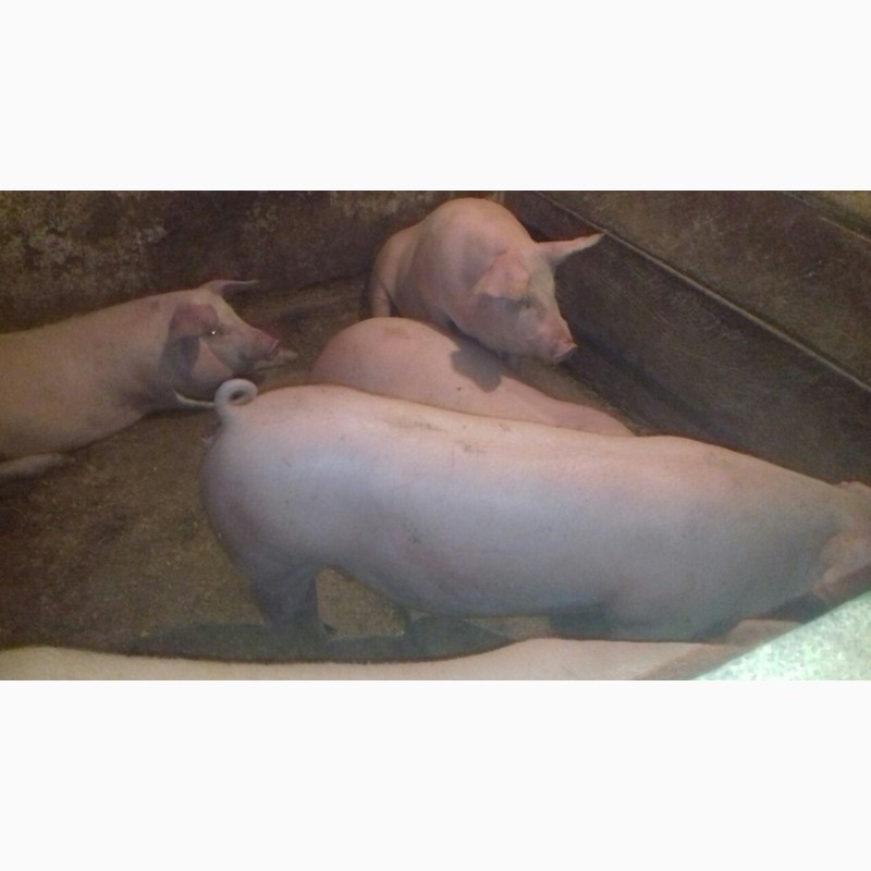 Фото 3. Продам свиней живою вагою