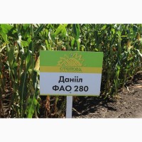 Среднеранний гибрид кукурузы Даниил (ФАО 280)