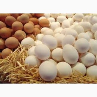 Инкубационные яйца бройлеров пробиотики, ферментационная подстилка