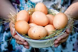 Фото 10. Инкубационные яйца бройлеров пробиотики, ферментационная подстилка