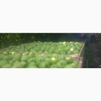 Яблоко оптом от производителя в Одесской обл. 9гр/кг