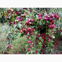 Продаю яблоки Флорина из собственного сада