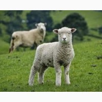 Вівці барани куплю