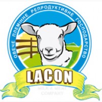 Продам племінних овець французької молочної породи ЛАКОН (lacaune)