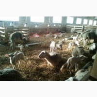 Продам племінних овець французької молочної породи ЛАКОН (lacaune)