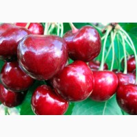 Продам черешню (ягода) оптом, Запорожская область