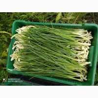 Зелена цибуля перо/ Зеленый лук перо, 65 грн/кг