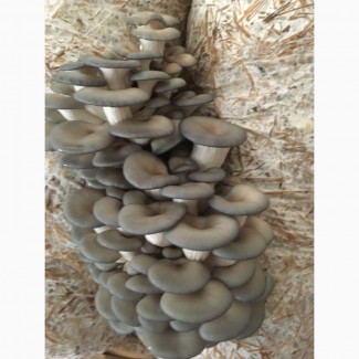 Продам грибы вешека (глива)