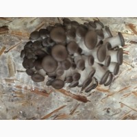 Продам грибы вешека (глива)