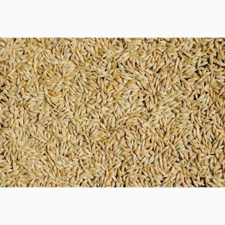 Закупаем Ячмень, Пшеницу с места от 120т Кринички от 120т