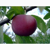 Продаю саджанці плодових дерев яблунь, груш, слив, черешні, абрикосів