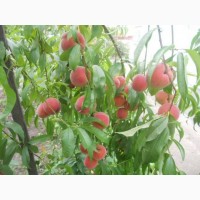 Продаю саджанці плодових дерев яблунь, груш, слив, черешні, абрикосів