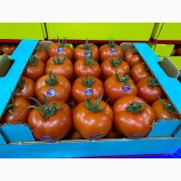 Продаём помидоры сорт высокого качества в тоннах из Турции