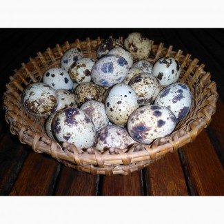 Продам перепелиные яйца домашние