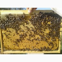 Продам Бджолопакети