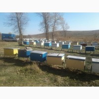 Продам Бджолопакети