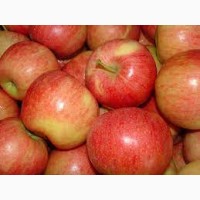 Організація пропонує на продаж оптом яблука