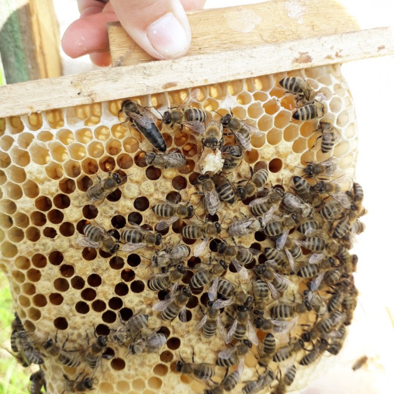 Фото 10. В продажі МАТКИ/ Плідна бджолина матка КАРПАТКА мічені 2024 року( ціна договірна)