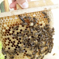 В продажі МАТКИ/ Плідна бджолина матка КАРПАТКА мічені 2023 року( ціна договірна)