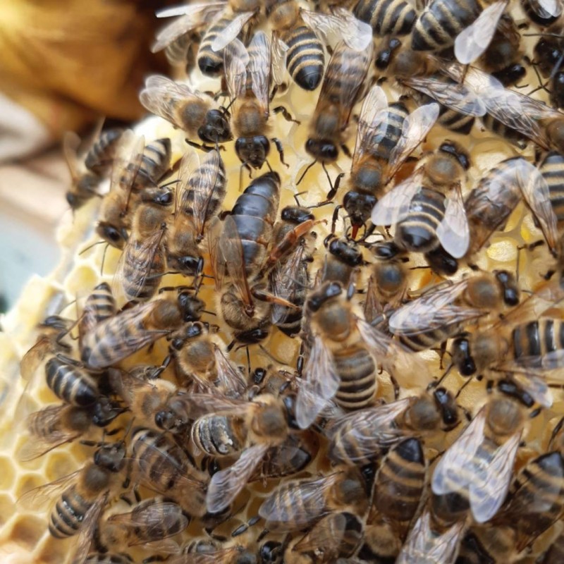 Фото 7. В продажі МАТКИ/ Плідна бджолина матка КАРПАТКА мічені 2024 року( ціна договірна)
