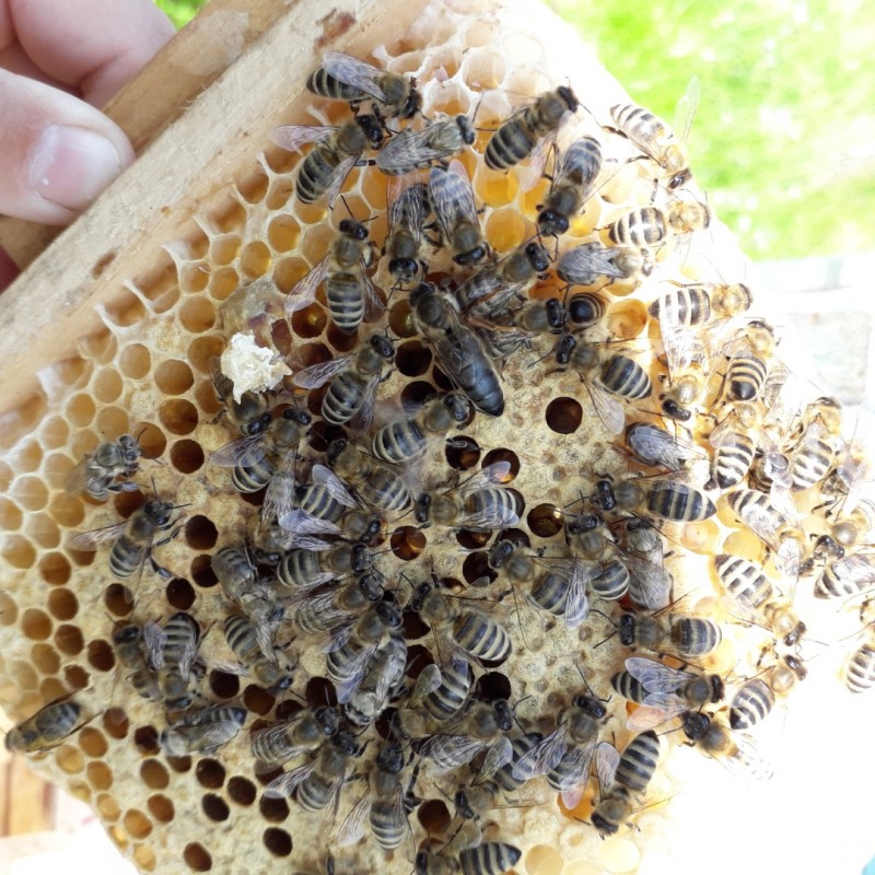 Фото 9. В продажі МАТКИ/ Плідна бджолина матка КАРПАТКА мічені 2024 року( ціна договірна)