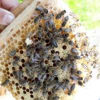 В продажі МАТКИ/ Плідна бджолина матка КАРПАТКА мічені 2024 року( ціна договірна)