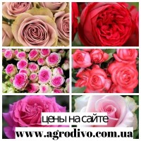 Саженцы роз, более 130 сортов от прозводителя продукции