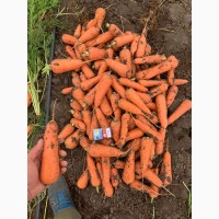 Продам морковь с поля