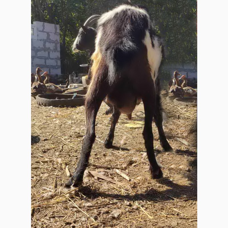 Фото 2. Продам молочную козу. Девичье молоко, доилась до огула