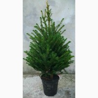 Саженцы Picea Omorika оморика 40см. НИДЕРЛАНДЫ